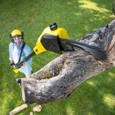 Reliable Frontenac, MO Tree Care Services Solutions