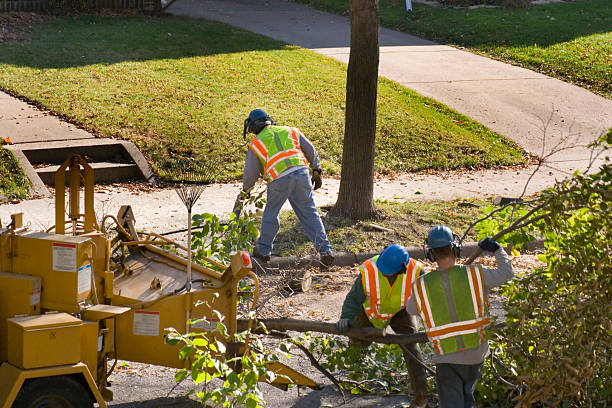 Best Tree Health Inspection  in Frontenac, MO