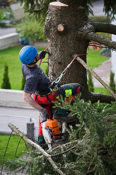 Best Tree and Shrub Care  in Frontenac, MO